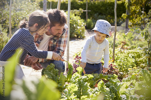 Fototapeta Children Helping Father As They Work On Allotment Together