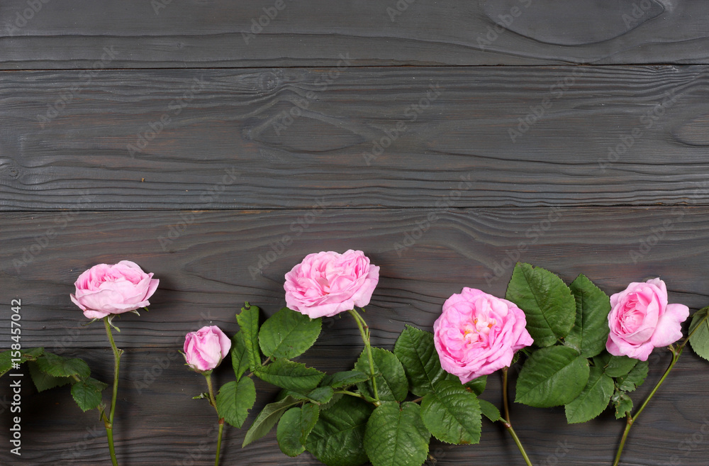pink rose flowers on dark wood background. top view with copy space