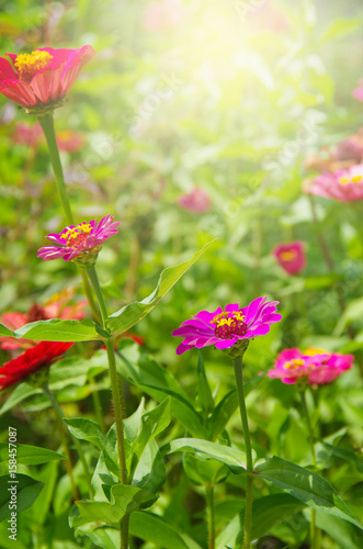 beautiful pink flowers on the outdoor park, Gerbera flower © photolink