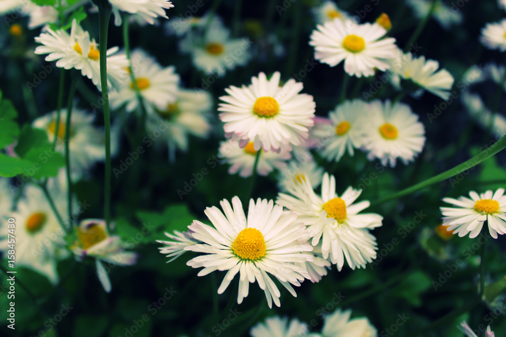 Fototapeta premium White daisies on green background in summer. 