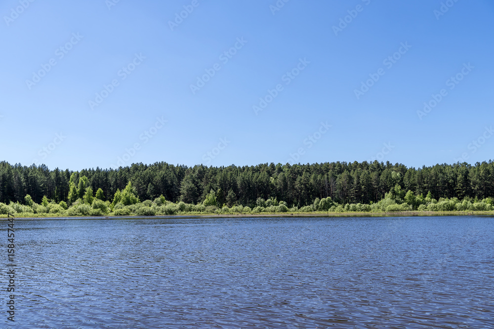 Fototapeta premium Taiga forest on the edge of the lake