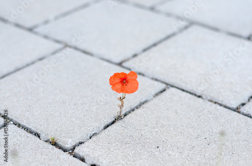 Single red corn poppy sprouting between paving