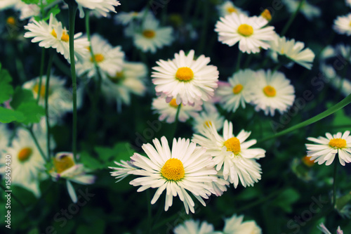 White daisies on green background in summer. 