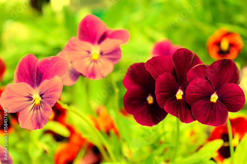Pink and purple pansies on a green background.
