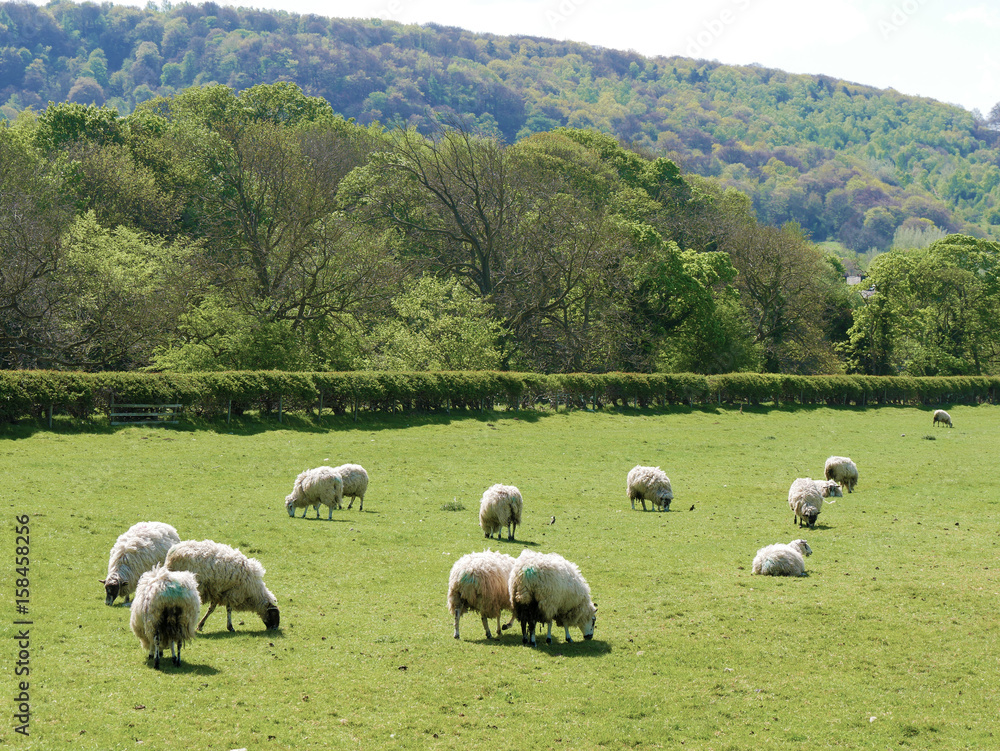 Fototapeta premium Sheep grazing on farmland