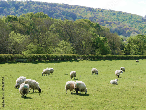 Fototapeta Naklejka Na Ścianę i Meble -  Sheep grazing on farmland