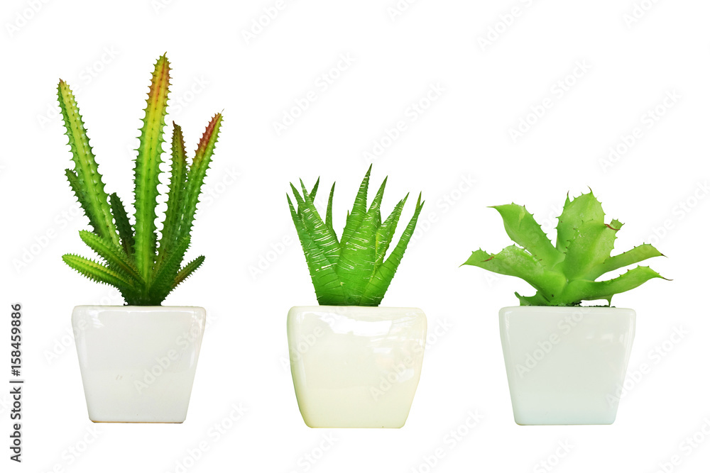 collections of Home plant in pot isolated on white background collections of Home plant in pot isolated on white background