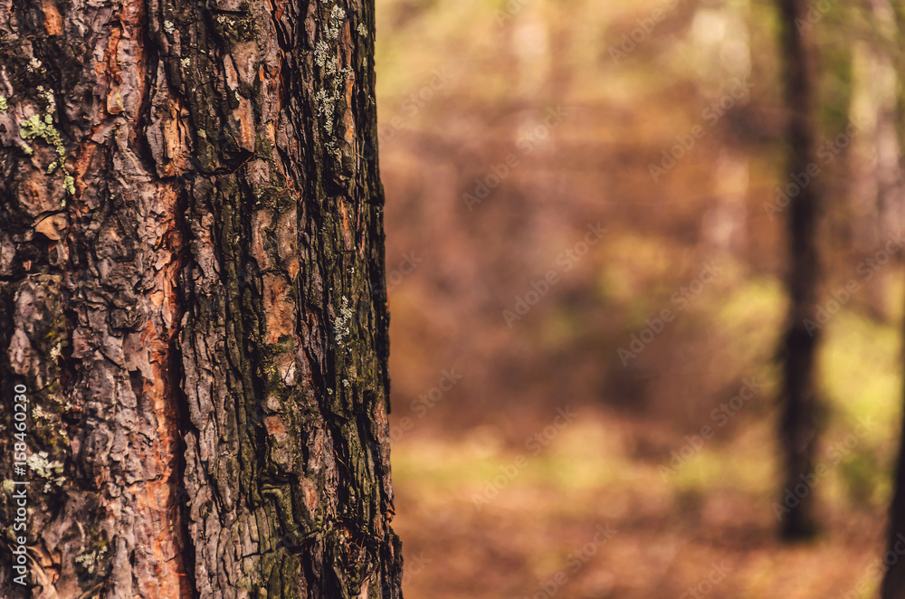 Blurred background of tree trunk, copy space, lens blur. Stock Photo |  Adobe Stock