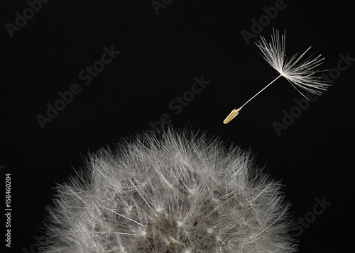 Fototapeta Naklejka Na Ścianę i Meble -  Macro dandelion head and flying seeds on black background.