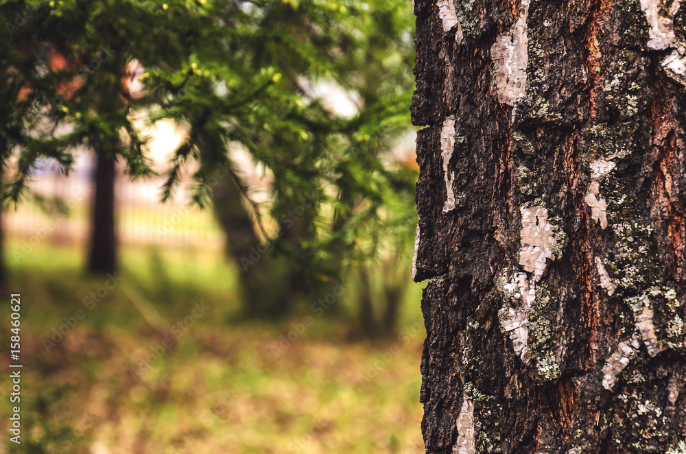 Blurred background of tree trunk, copy space, lens blur. Blurred background of tree trunk, copy space, lens blur.