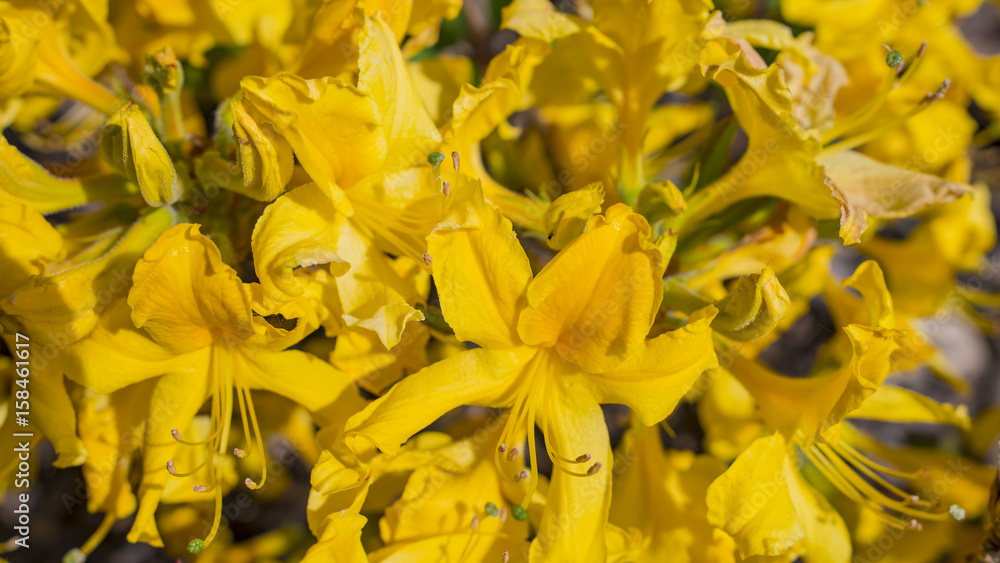 Fototapeta premium Blooming beautiful Yellow rhododendrons in the garden. Macro.