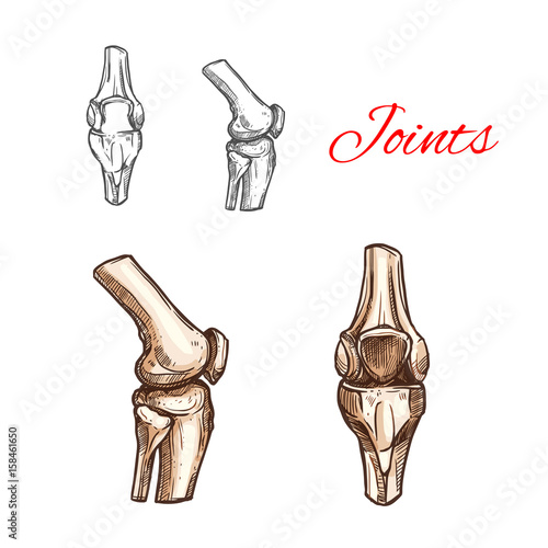 Vector sketch icon of human knee or elbow joints