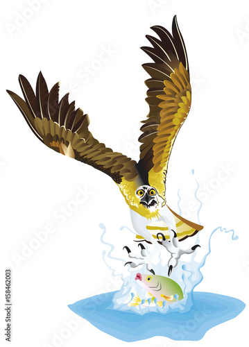 Balbuzards attrapant un poisson