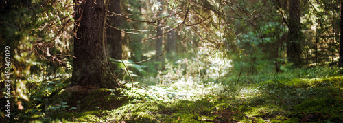 Fototapeta Naklejka Na Ścianę i Meble -  Bokeh in forest