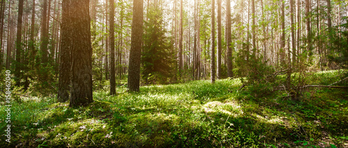 Fototapeta Naklejka Na Ścianę i Meble -  Wild forest panorama
