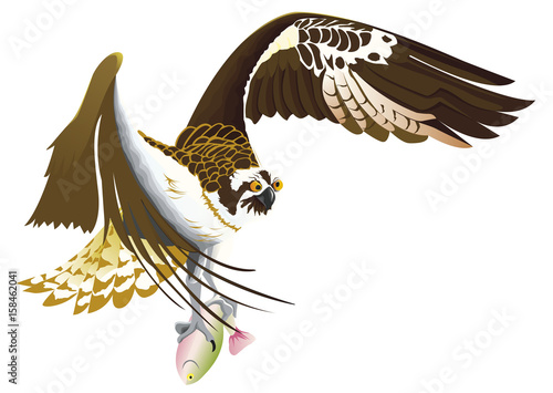 BALBUZARD-RETOUR-PECHE