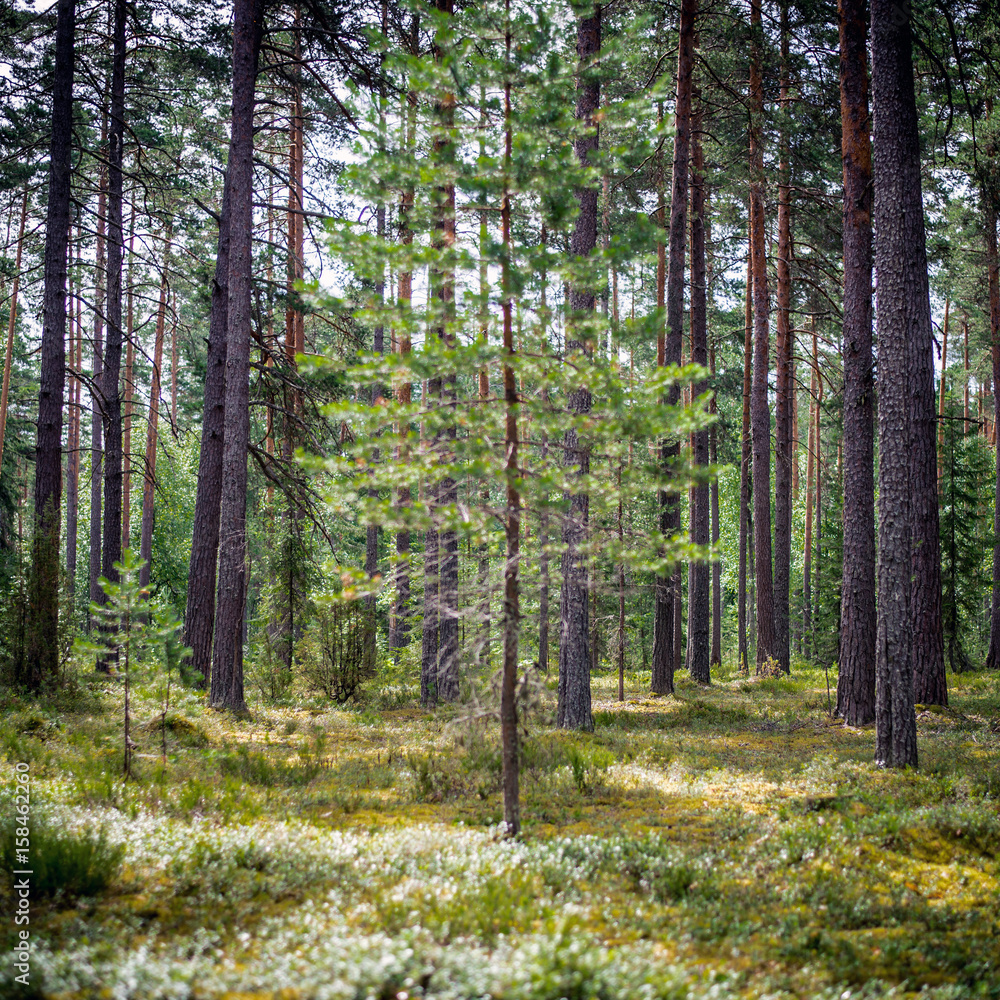 Fototapeta premium Ecology summer beautiful background