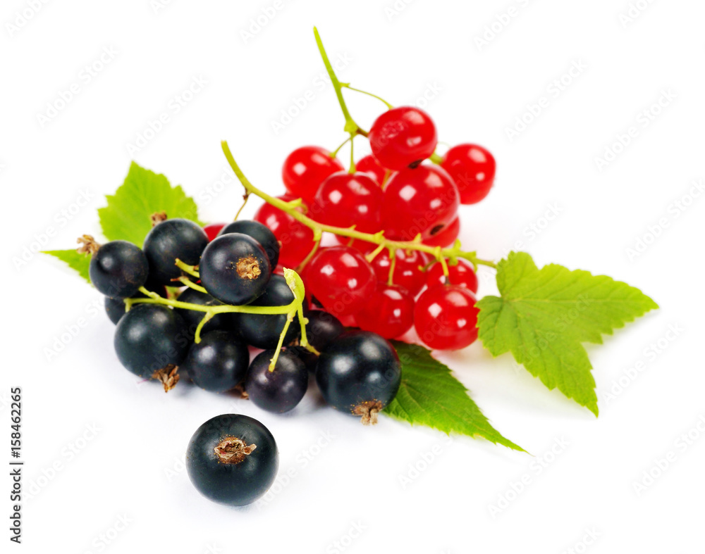 red and black currant
