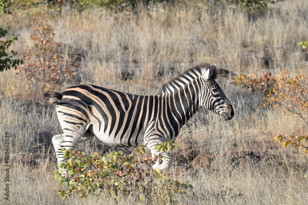 Obraz premium Zebra