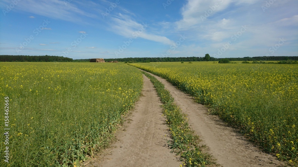 Green and blue in nature. Landscape with path Green and blue in nature. Landscape with path