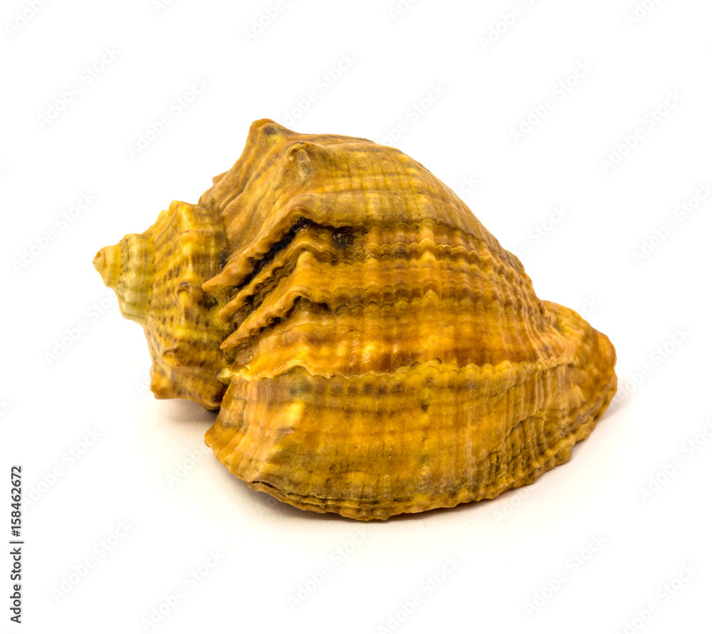 Fototapeta premium Sea shell isolated on a white background
