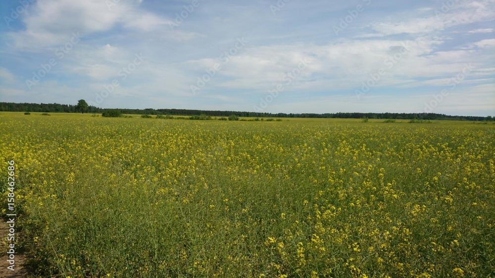 Field of rapes in beginning of summer