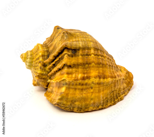 Sea shell isolated on a white background