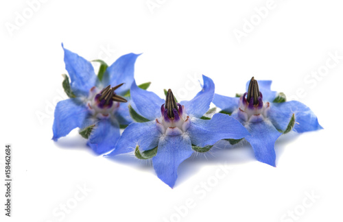 borage isolated photo