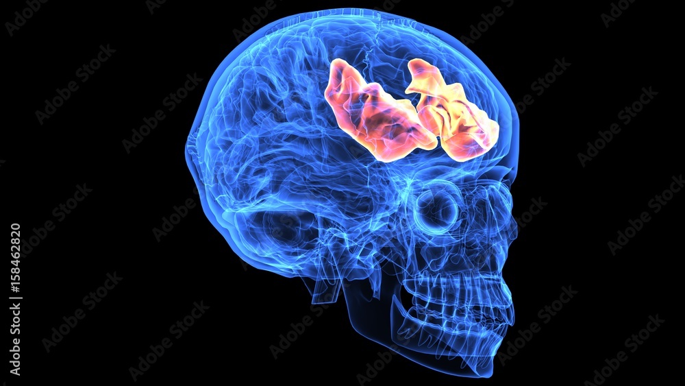 3d illustration of human body brain anatomy parts 3d illustration of human body brain anatomy parts