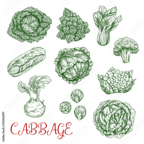 Cabbage vector sketch icons of vegetables