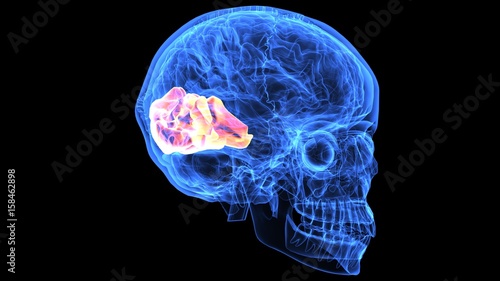3d illustration of human body brain anatomy parts 