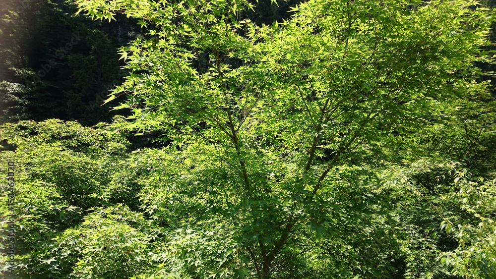 新緑のもみじ 新緑のもみじ