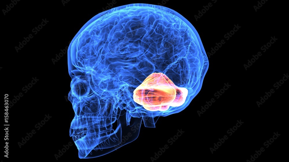 3d illustration of human body brain anatomy parts 3d illustration of human body brain anatomy parts