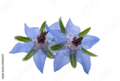 Fotografie borage isolated