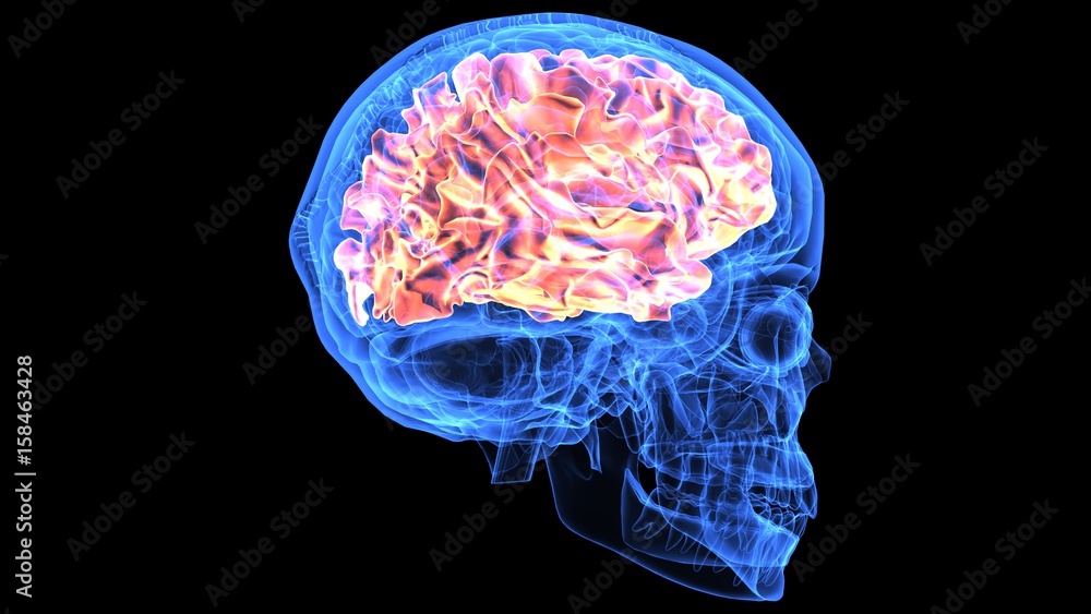 3d illustration of human body brain anatomy parts 3d illustration of human body brain anatomy parts