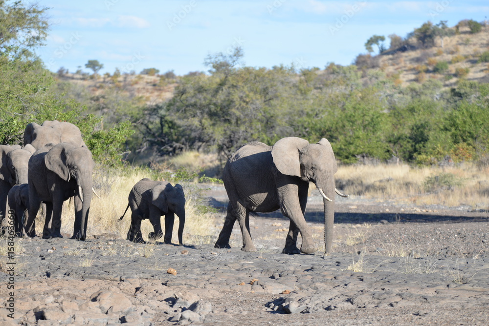 Obraz premium Elefant