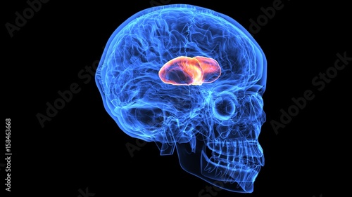 Foto 3d illustration of human body brain anatomy parts
