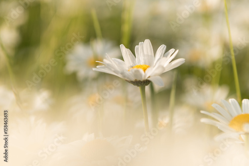 Delicate margeriten flowers in the evening light


 photo