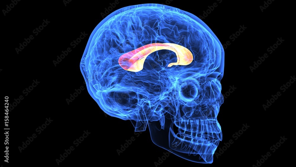 3d illustration of human body brain anatomy parts 3d illustration of human body brain anatomy parts
