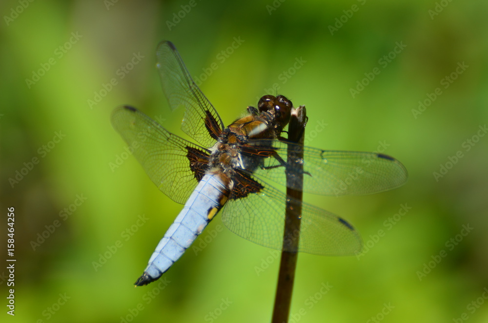 Libellule déprimée (Libellula depressa) Libellule déprimée (Libellula depressa)