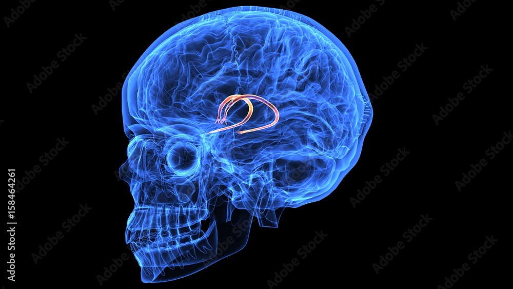 3d illustration of human body brain anatomy parts 3d illustration of human body brain anatomy parts