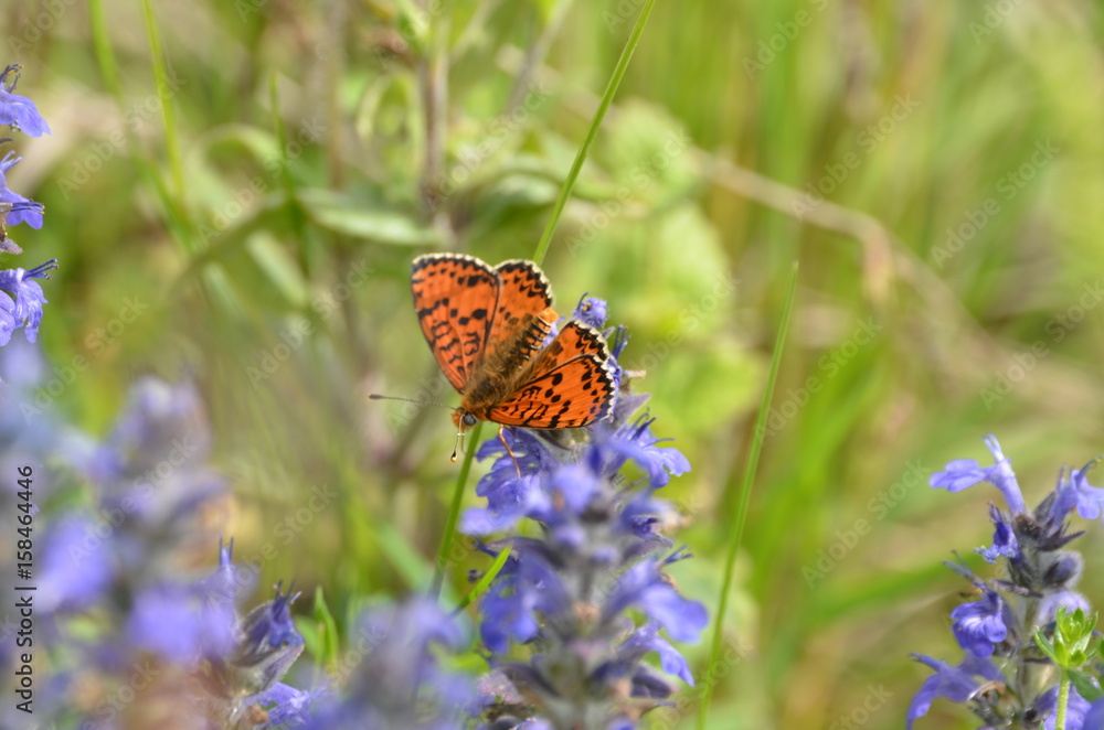 Mélitée orangée (Melitaea didyma) Mélitée orangée (Melitaea didyma)