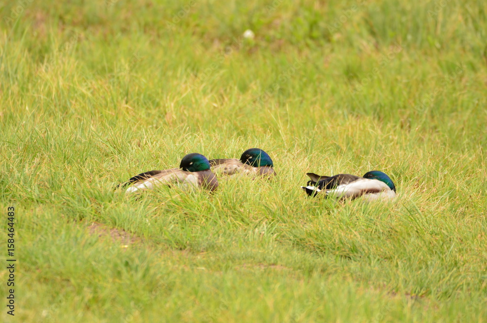 Canard colvert (Anas platyrhynchos) Canard colvert (Anas platyrhynchos)