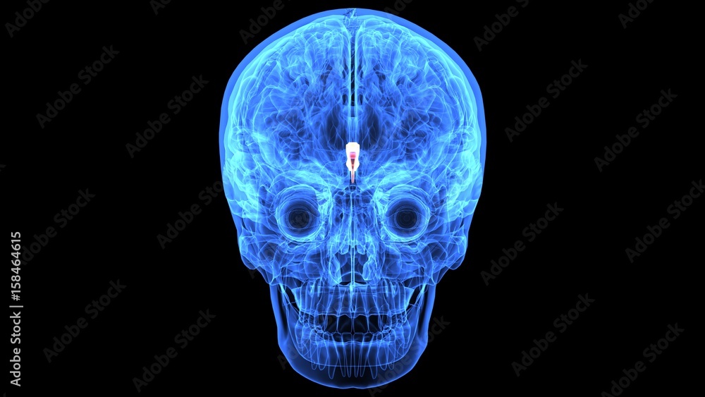 3d illustration of human body brain anatomy parts 3d illustration of human body brain anatomy parts