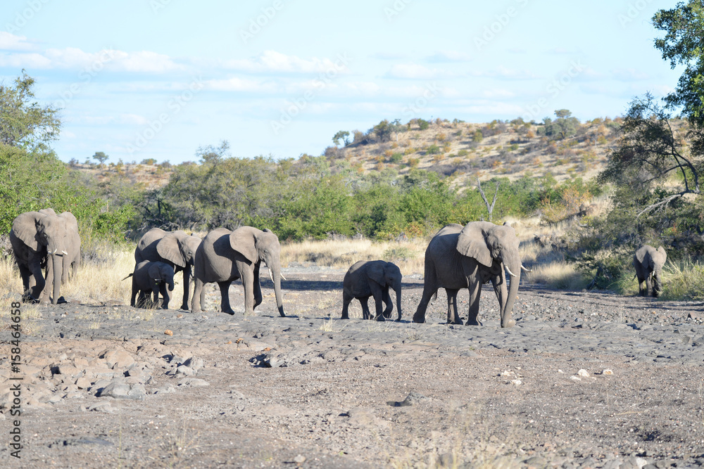 Obraz premium Elefant