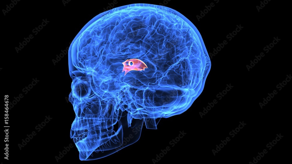 3d illustration of human body brain anatomy parts 3d illustration of human body brain anatomy parts