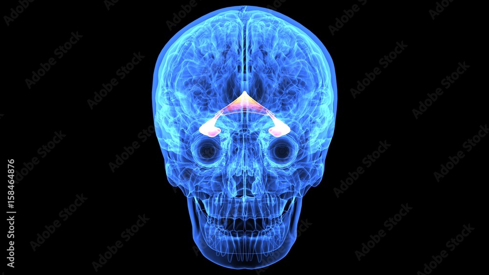 3d illustration of human body brain anatomy parts 3d illustration of human body brain anatomy parts