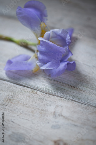 Fototapeta Naklejka Na Ścianę i Meble -  Iris flower on table