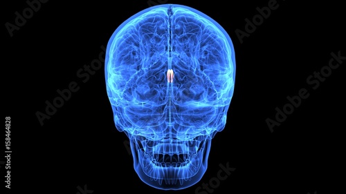 3d illustration of human body brain anatomy parts