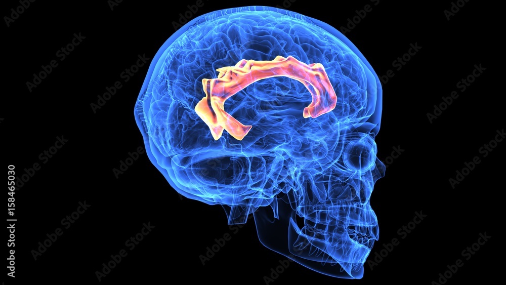 3d illustration of human body brain anatomy parts 3d illustration of human body brain anatomy parts